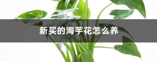 新买的海芋花怎么养